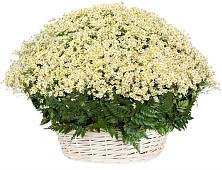 Цветочная композиция из Ромашки в корзине #REPLACE_PRED# Мелехово